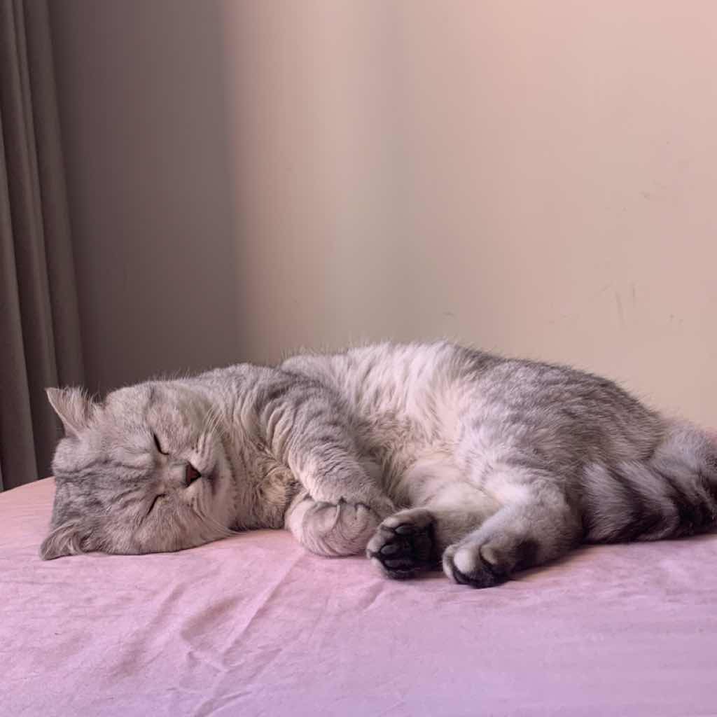夜脑：在睡眠中自动学习的秘密