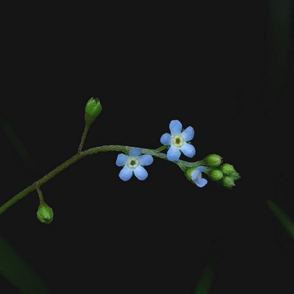 一日三秋