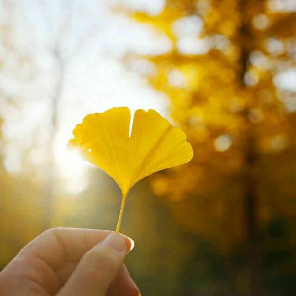 菊与刀