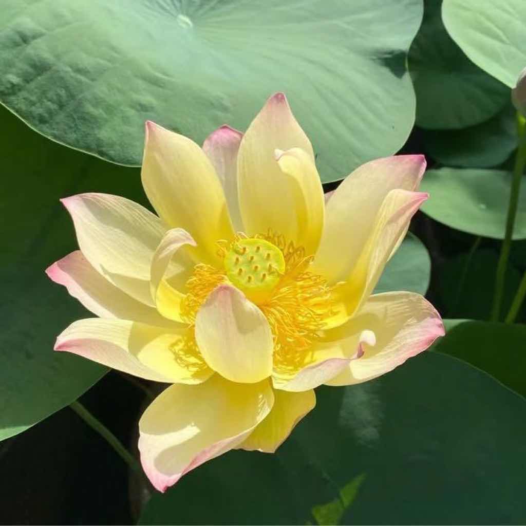 Netty 4核心原理与手写RPC框架实战