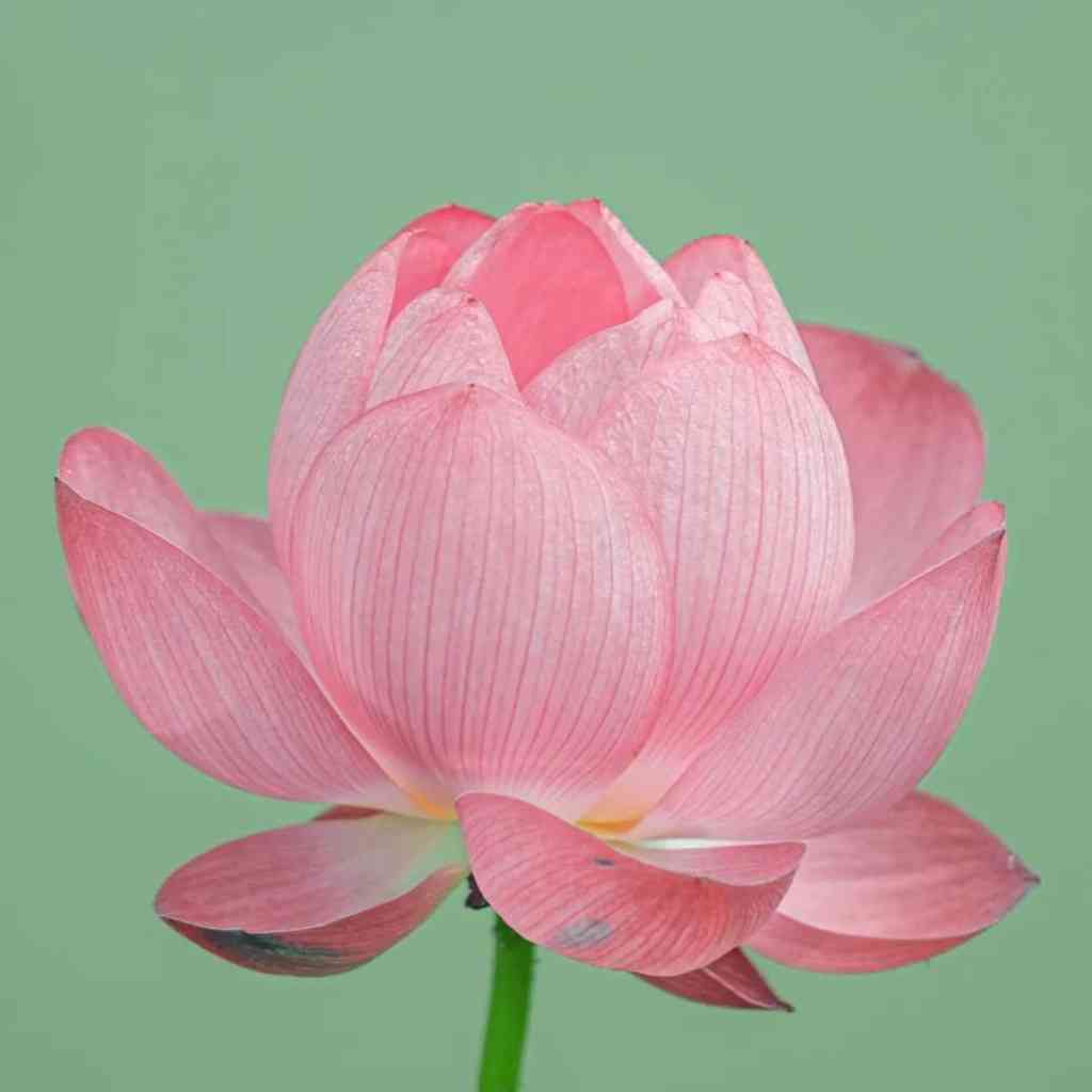 金陵十三钗