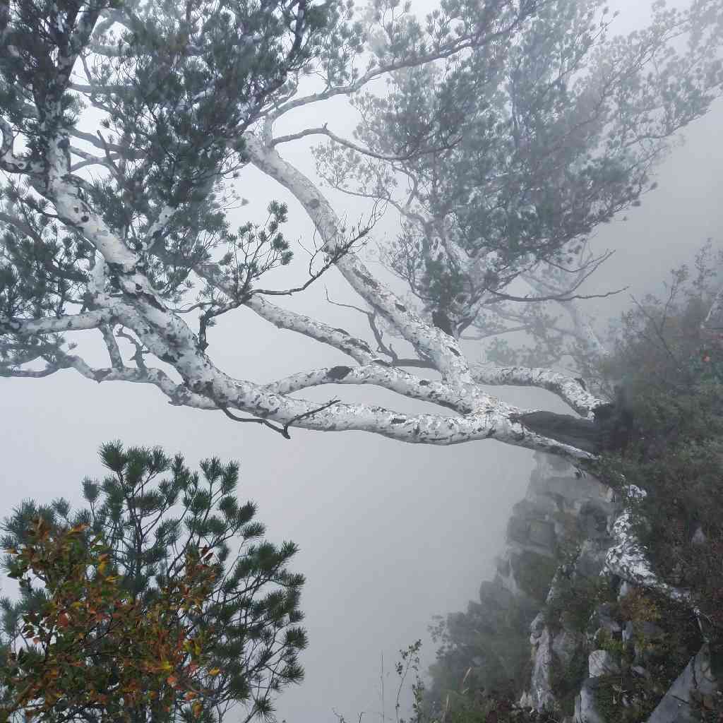 统计学图鉴