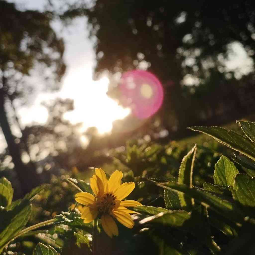 花卉博物馆