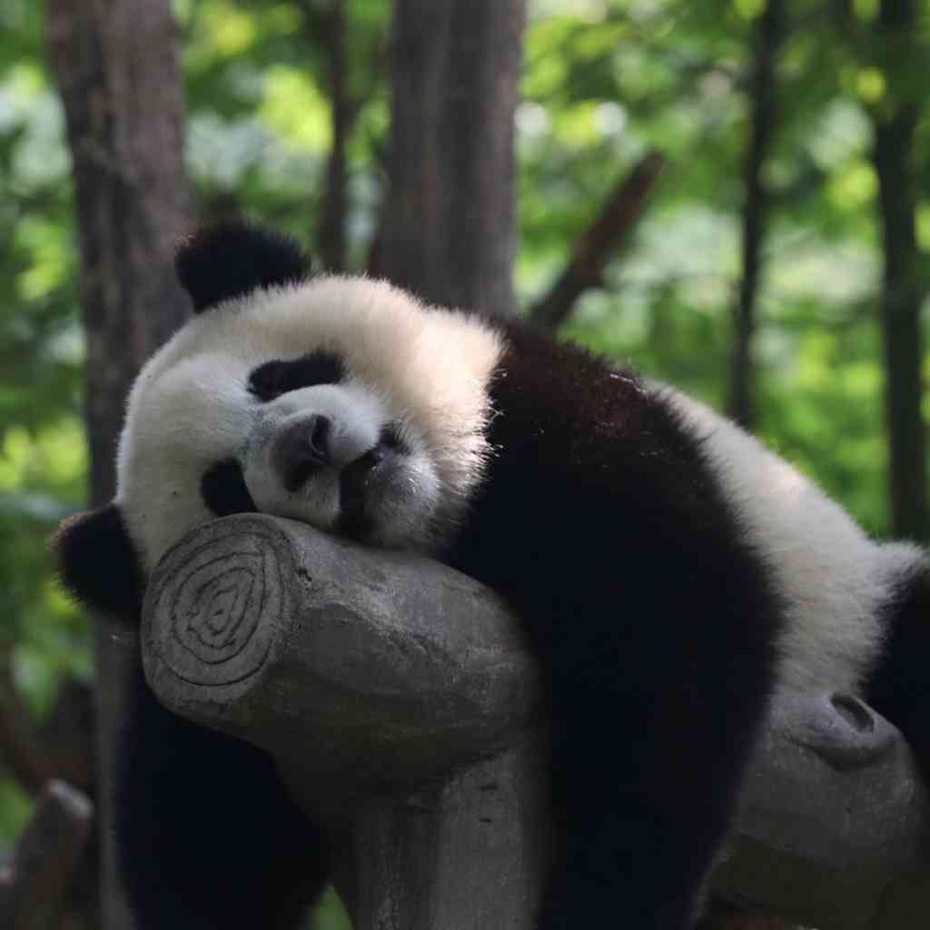 理性情绪