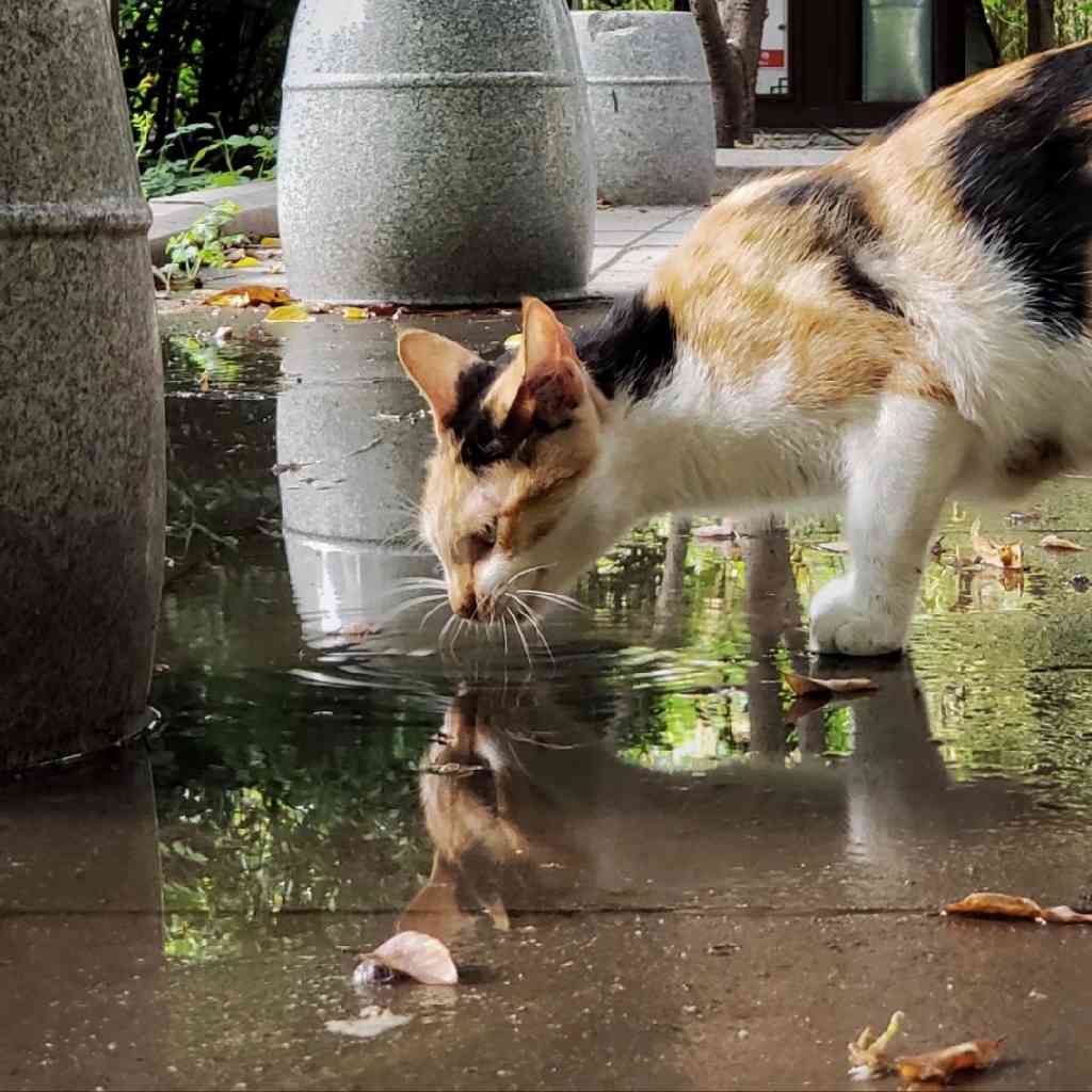 虎妈战歌