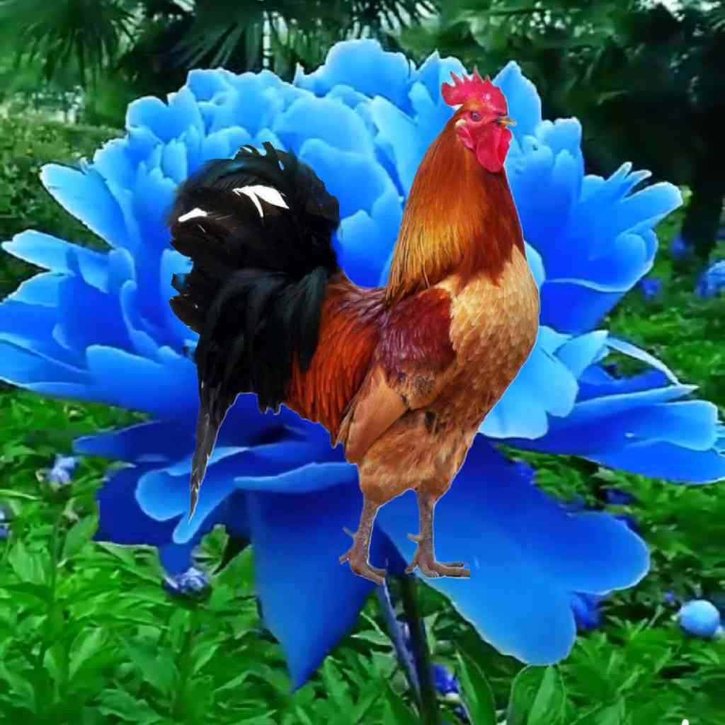 家庭养花和阳台种菜一本全