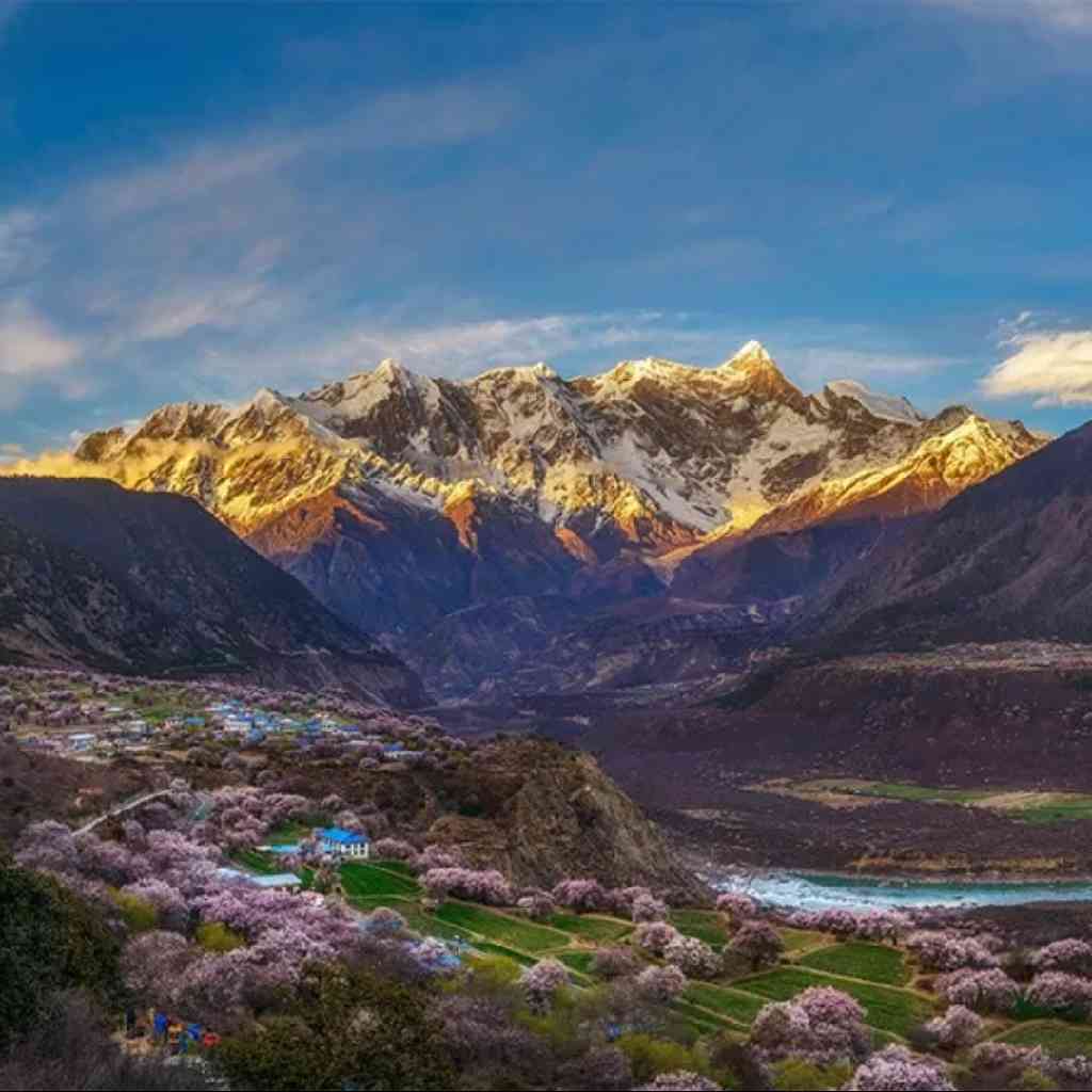 哦，香雪